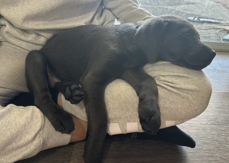 Puppy napping in lap