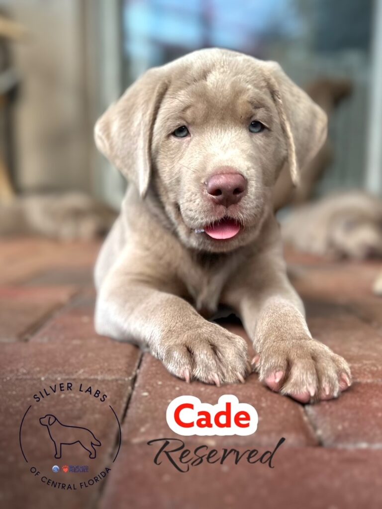 Cade