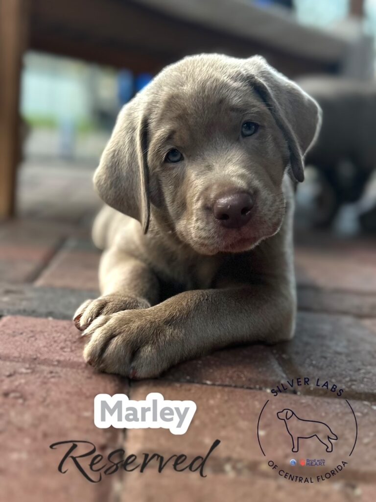 Marley