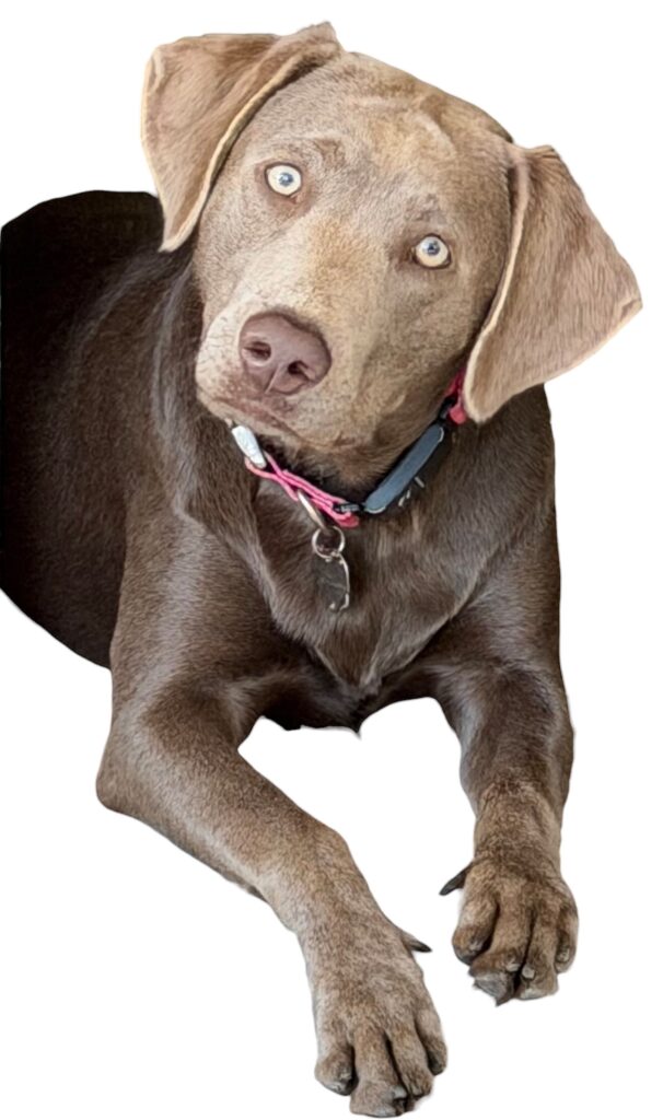 silver lab
