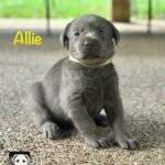 4 Allie LL