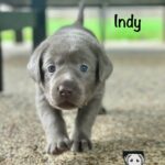 4 Indy LL