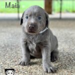 4 Maia LL