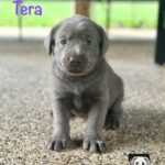 4 Tera LL