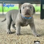 5 Raptor LL