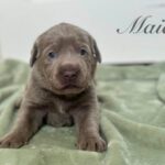 LL Maia 3