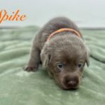 LL Spike 3