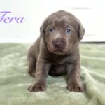 LL Tera 3