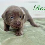 LL rex 3