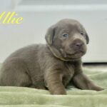 allie 3