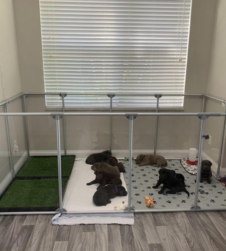 puppy pen